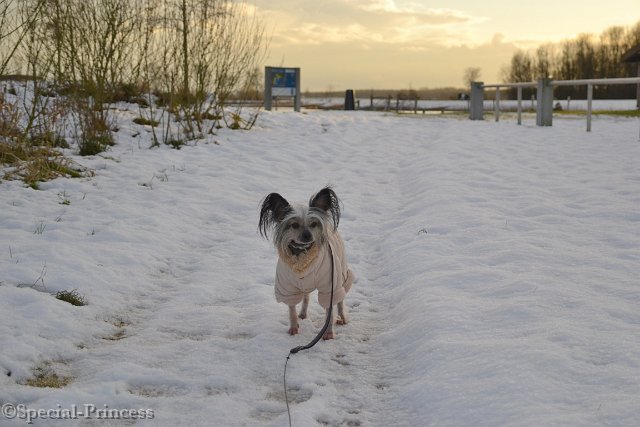 Glacee in de sneeuw